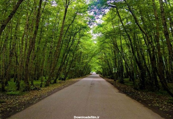 جنگل گیسوم رشت؛ جاذبه‌ها، تصاویر، امکانات و تفریحات | مجله علی بابا