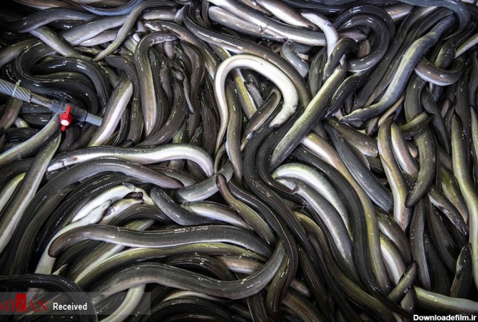 مار ماهی ژاپنی در معرض خطر