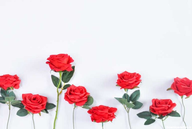 عکس پس زمینه سفید با شاخه گل های رز قرمز | تیک طرح مرجع گرافیک ایران