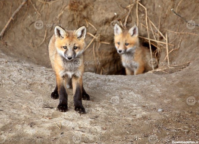 دانلود عکس دو توله روباه قرمز در خارج از لانه خود | اوپیک