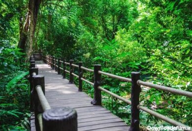 دانلود عکس پل چوبی طبیعت مسیر جنگل حرا در از بوک