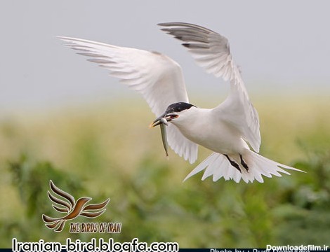 پرستوی دریایی بد صدا در پرواز - Sandwich tern in flight