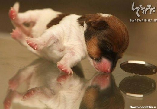 کوچک ترین سگ جهان + عکس