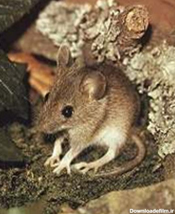 موش دوپای ایرانی کشف شد