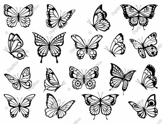 وکتور پروانه های سیاه و سفید - دیجیت باکس - DigitBox