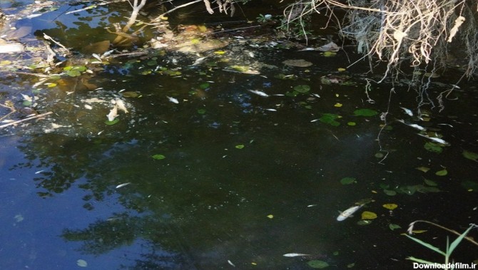 تلف شدن صد‌ها قطعه ماهی رودخانه‌ای در صومعه سرا + تصاویر