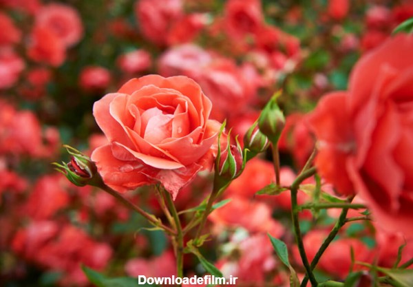 زیباترین انواع گل رز که باغچه شما را چشم‌نواز می‌کنند - چطور