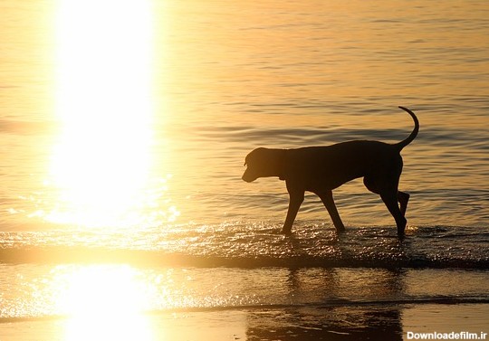 عکس سگ کنار دریا