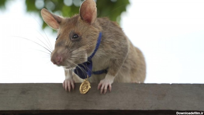 اهدای بالاترین نشان شجاعت جهان به یک موش مین یاب