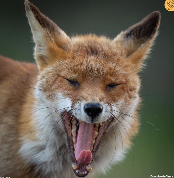 فرارو | عکس روز حیات وحش؛ خمیازه روباه