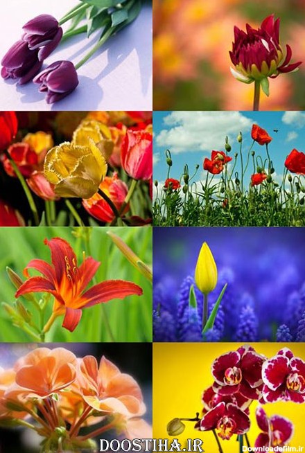 دانلود عکس های والپیپر از گل Flowers Wallpapers Pack 6