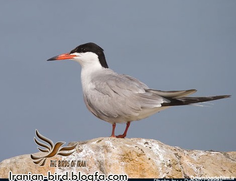 پرستوی دریایی معمولی - Common Tern