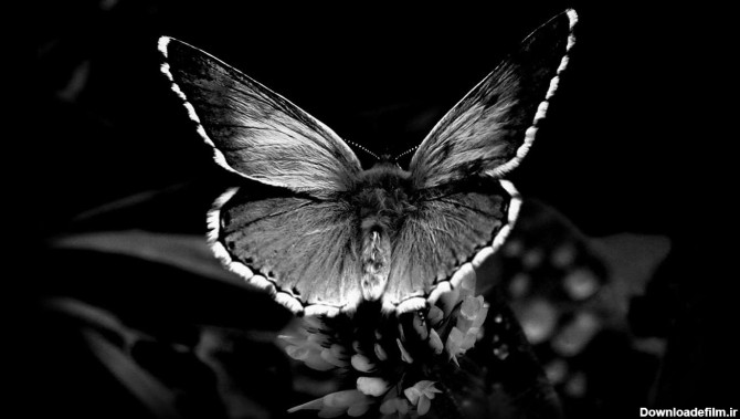 پروانه سیاه و سفید