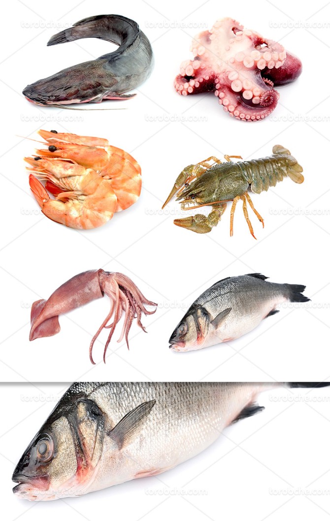 عکس غذا های دریایی - گرافیک با طعم تربچه - طرح لایه باز
