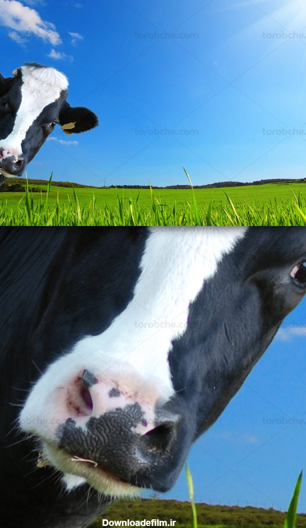 عکس با کیفیت گاو در مزرعه سبز - گرافیک با طعم تربچه - طرح لایه باز