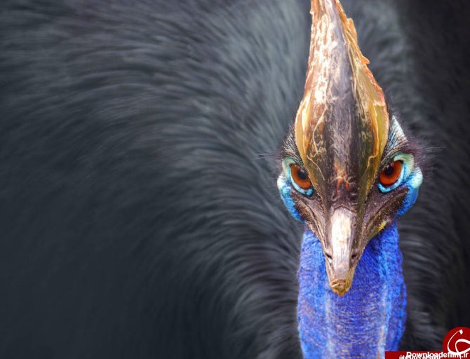 ٢٥ گونه خطرناک از کشنده‌ترين و مرگبارترین حیوانات جهان+ تصاویر
