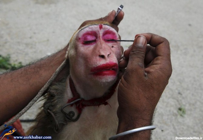 تصویر دیدنی از آرایش کردن میمون - عصر خبر
