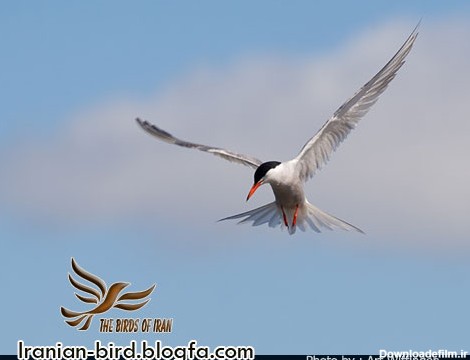 پرستوی دریایی معمولی در پرواز - Common Tern in flight