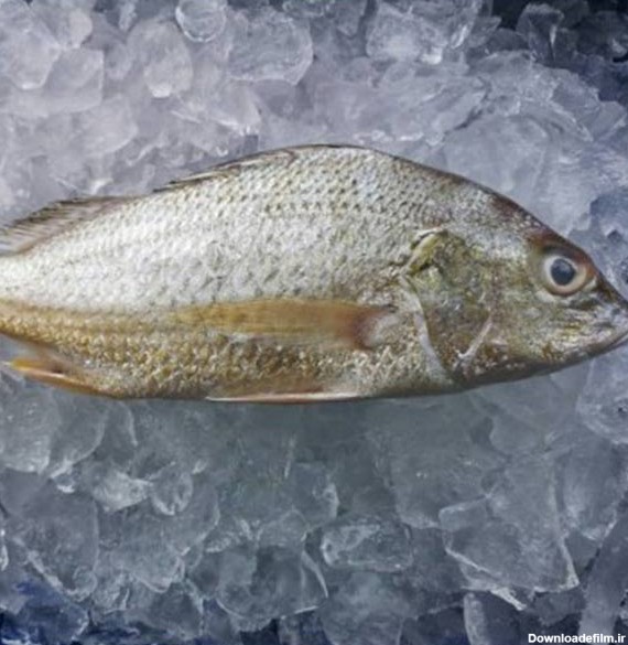 خواص، قیمت و خرید ماهی سنگسر تازه جنوب - ماهی مشتا