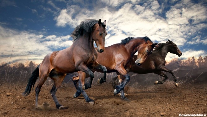 عکس-پس-زمینه-کیفیت-فول-اچ-دی-Full-HD-بدن-و-هیبت-پر-قدرت-اسب-های ...