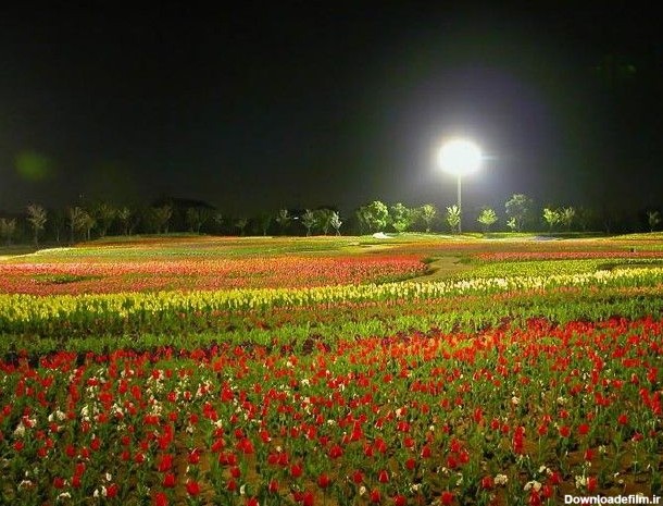 یک باغ گل بی نظیر و رویایی (عکس)