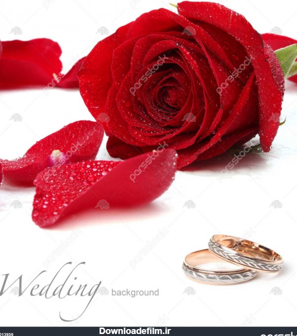 حلقه های عروسی و گل رز قرمز 1013959