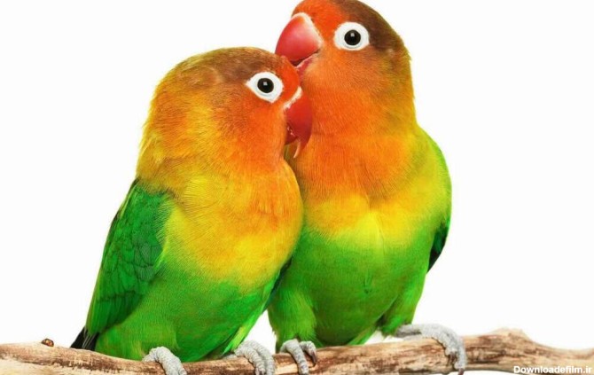 lovebird p onltPet 1 - عروس هلندی بهتر است یا طوطی برزیلی؟
