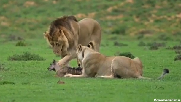 زجرکش کردن یک بچه آهو توسط شیرها + فیلم