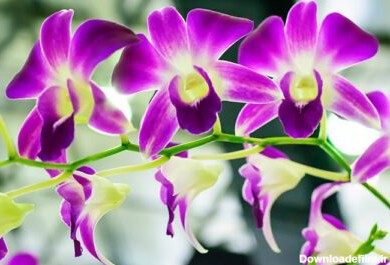 دانلود عکس orchidaceae یک خانواده گلدار متنوع و گسترده است