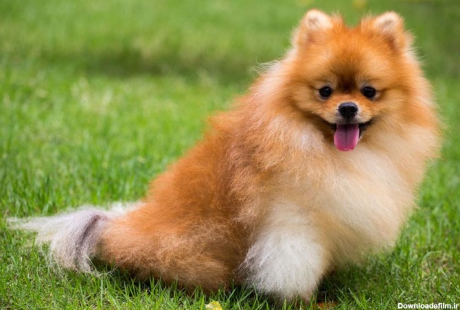 Pomeranian dog | پت شاپ اینترنتی نایس پت
