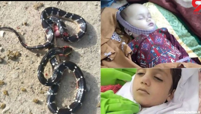عکس های تلخ از مرگ 2 کودک در سرباز /  مار سمی آن دو را به خواب ابدی برد