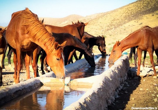 اسب اصیل ترکمن (عکس)