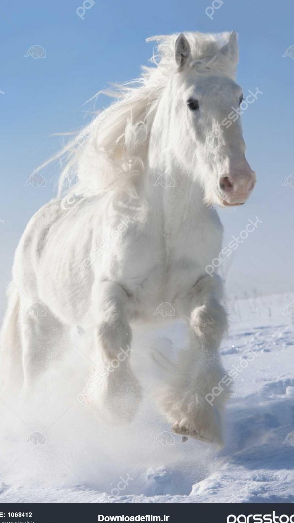 اسب سفید اجرا می شود چهار نعل رفتن در فصل زان در پس زمینه آسمان ...