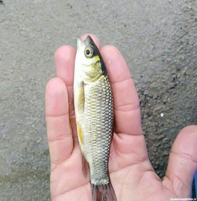 بچه ماهی آمور (کپور علفخوار) - فروشگاه کپور فیش