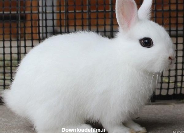 مجموعه عکس خرگوش با خمیر چینی (جدید)