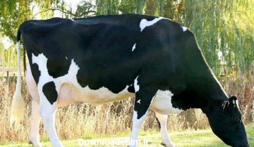 گران قیمت ترین گاو ماده دنیا با ویژگی های خاص+عکس