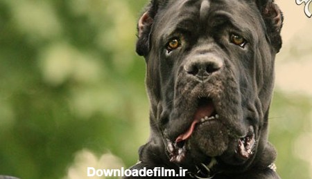 خطرناک‌ترین نژادهای سگ در دنیا +عکس