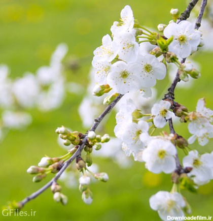 تصویر با کیفیت شکوفه های بهاری روی شاخه درخت با فرمت jpg