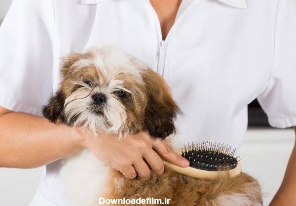 برس کشیدن موهای سگ شیتزو
