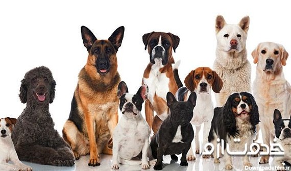 10 نژاد سگ برای نگهداری در آپارتمان - نژادهای بیصدا و مناسب برای ...