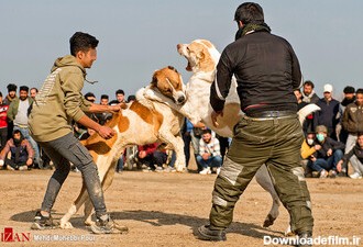 بازداشت عوامل برگزاری جنگ سگ‎‌ها
