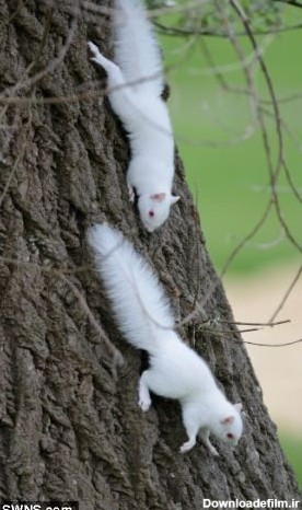عکس سنجاب سفید