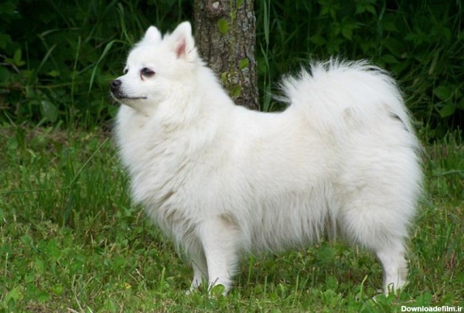 مشخصات کامل، قیمت و خرید نژاد سگ جاپانیز اشپیتز (Japanese Spitz ...