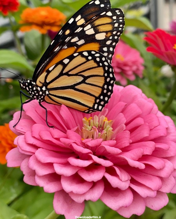 عکس پروفایل پروانه روی گل