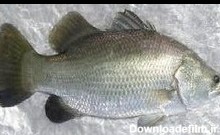 صید 9 تن میش ماهی در آب‌های شرق هرمزگان | خبرگزاری فارس