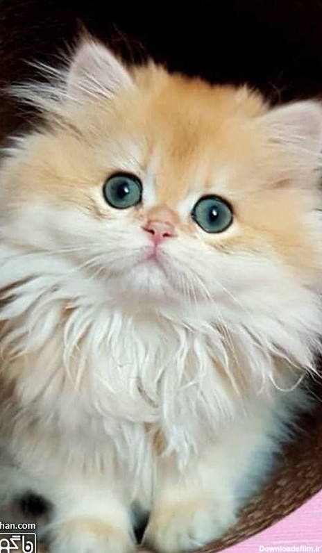 عکس بچه گربه سفید طلایی