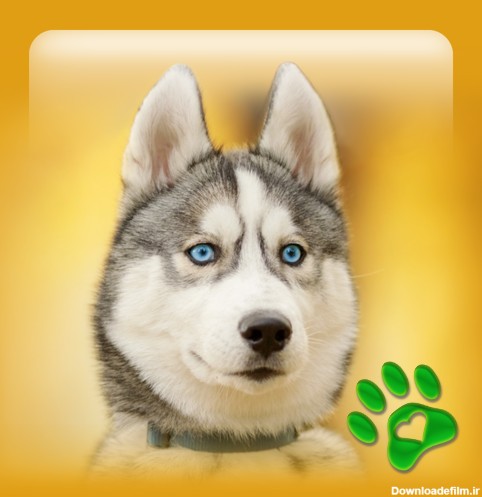 نژاد پس زمینه سگ پس زمینه - برنامه‌ها در Google Play