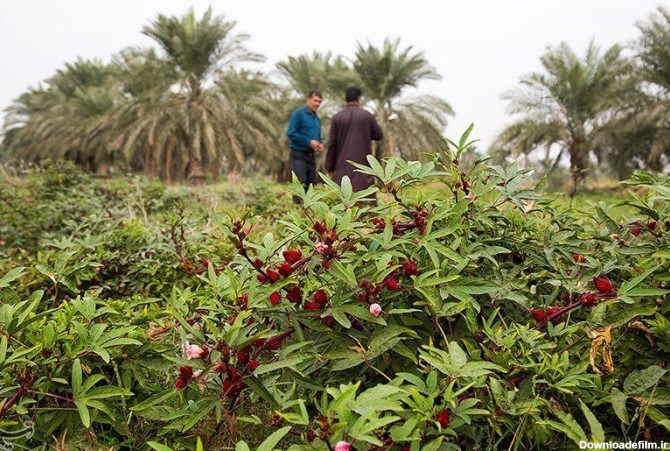 تصاویر | برداشت چای ترش از زمین‌های سیل‌زده خوزستان - خبرآنلاین