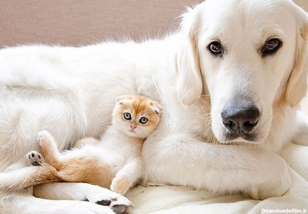 ببینید | ابراز محبت پراحساس یک بچه گربه به یک سگ بالغ