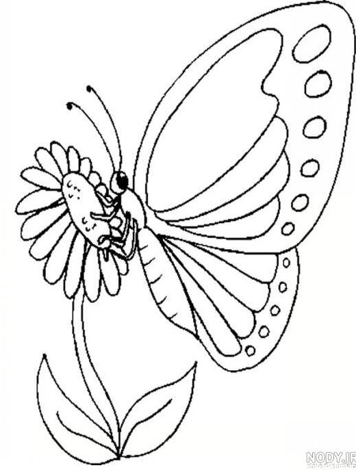 عکس پروانه برای نقاشی